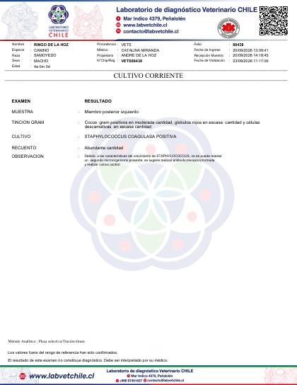 Vista previa del informe de cultivo y antibiograma