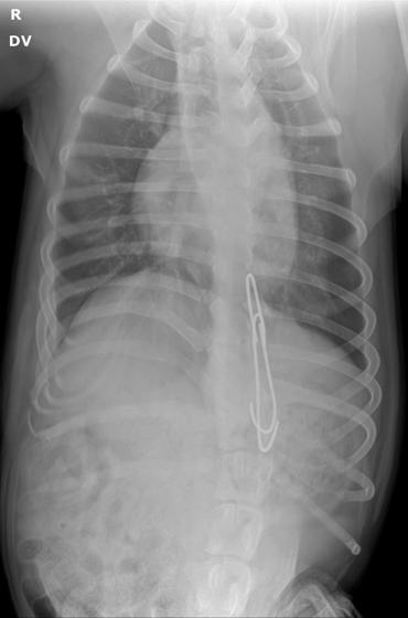 Radiografía dorsoventral