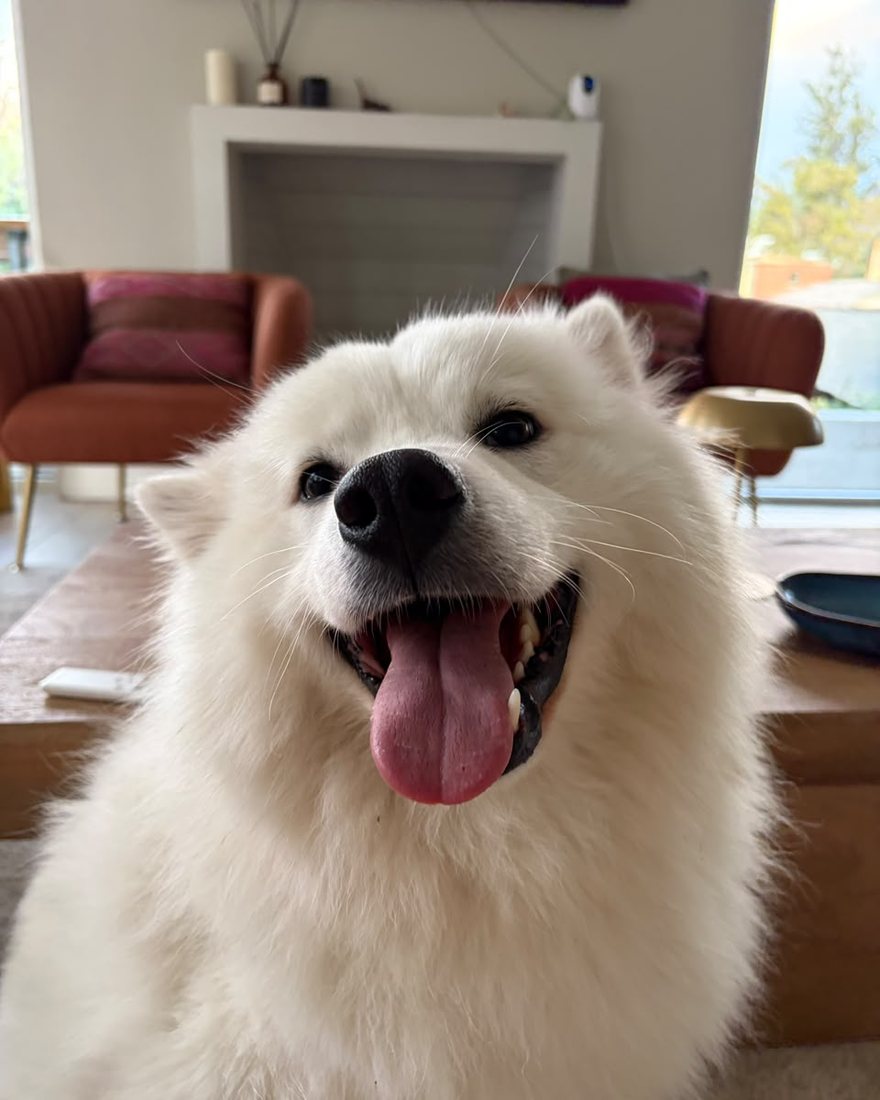 Ringo, samoyedo blanco, sonriendo