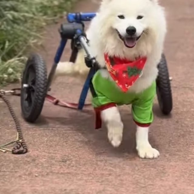 Ringo en su carrito