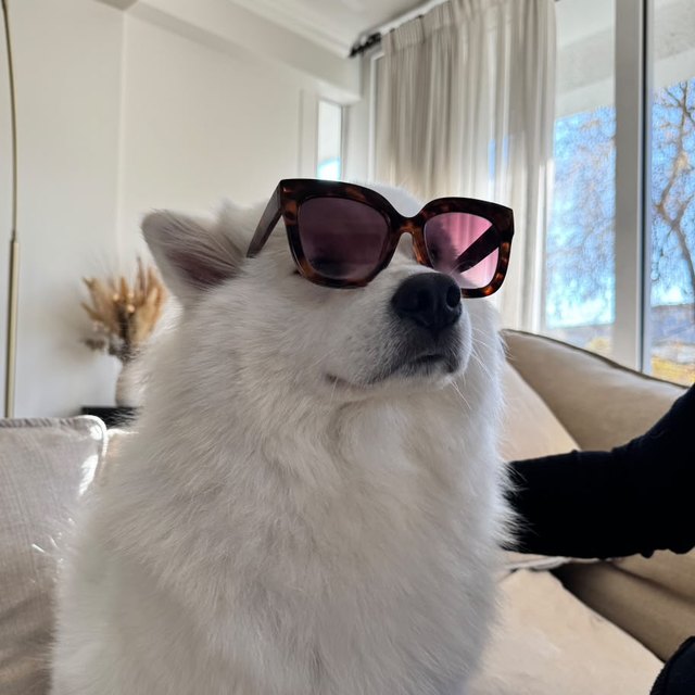 Ringo con gafas de sol