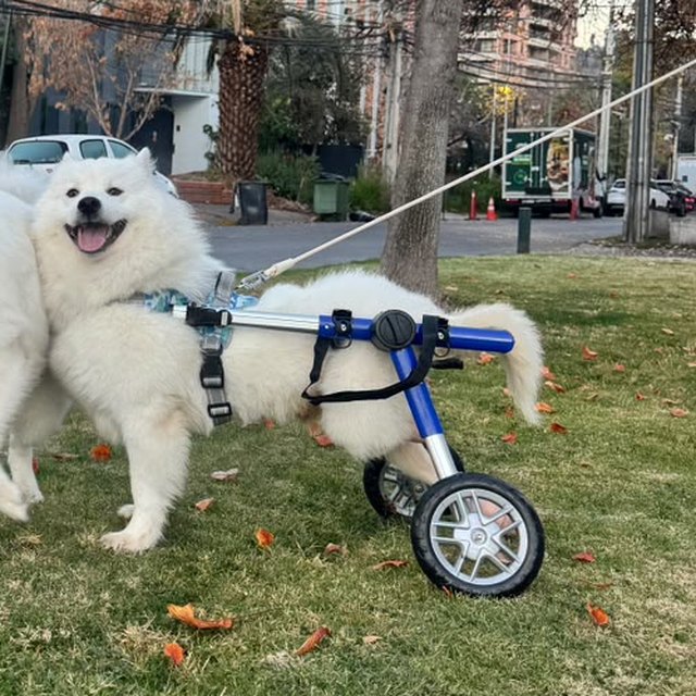 Ringo con Likán