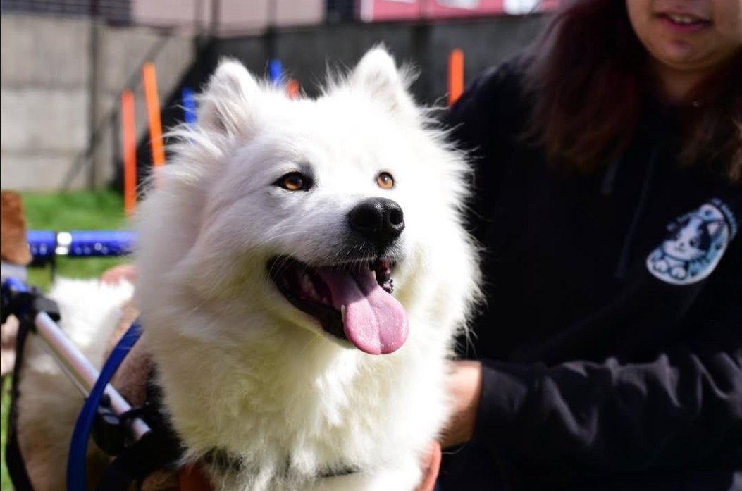 Ringo, samoyedo sobre ruedas